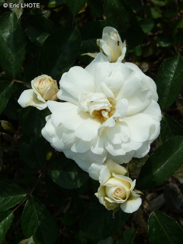 Rosaceae - Rosa moschata Moonlight - Rosier