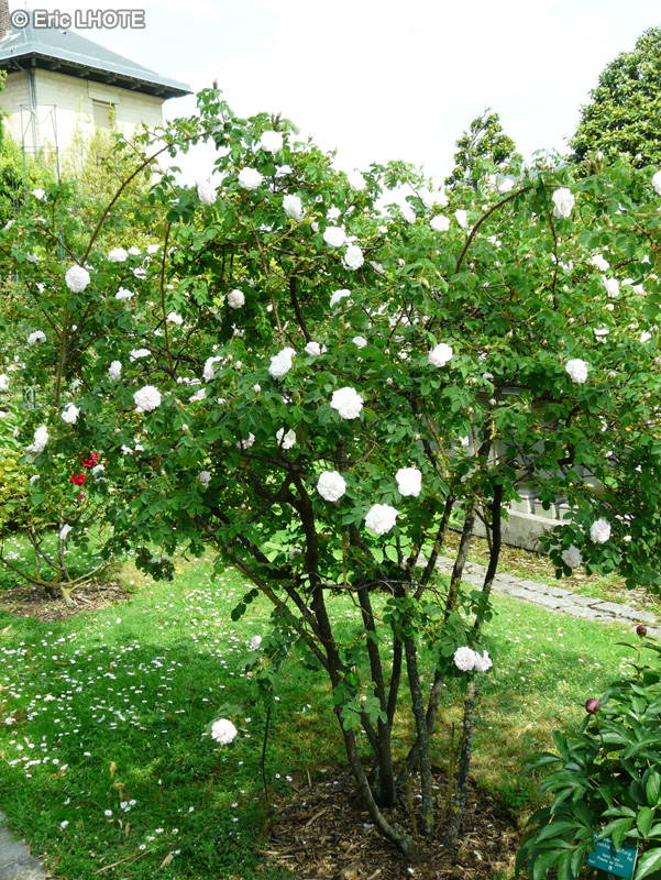 Rosaceae - Rosa rubiginosa Manning's Blush - Rosier