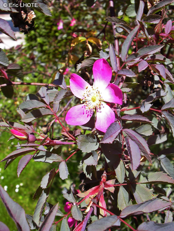 Rosaceae - Rosa rubrifolia, Rosa glauca - Rosier à feuilles rouges