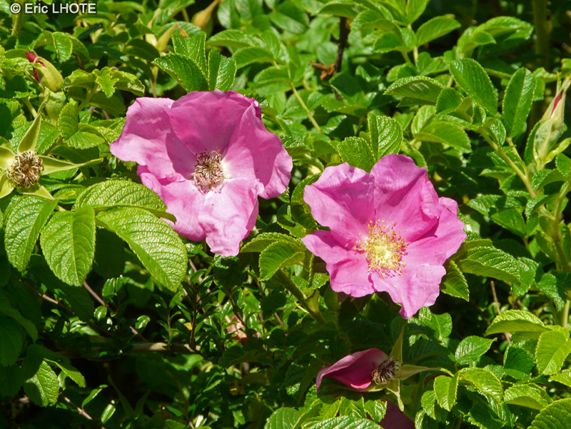 Rosaceae - Rosa rugosa - Rosier rugueux, Rosier du Japon