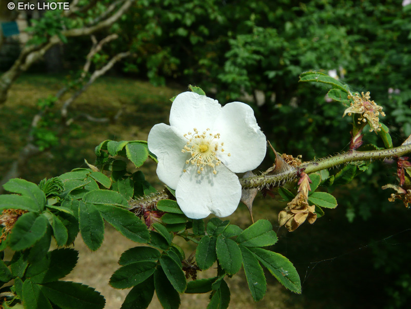  - Rosa sericea subsp. omeiensis - 