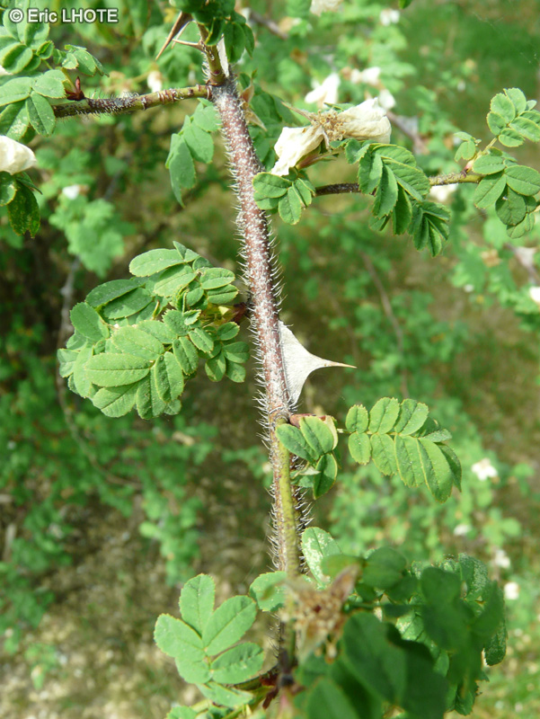  - Rosa sericea subsp. omeiensis - 