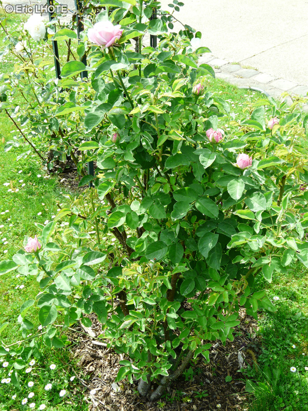 Rosaceae - Rosa x Baronne de Rothschild - Rosier