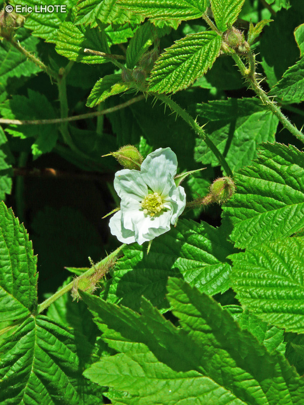 Rosaceae - Rubus caesius - Ronce bleue, Ronce bleuâtre