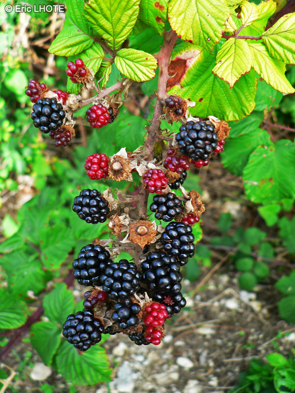 Rosaceae - Rubus fruticosus - Roncier, Ronce commune, Ronce des haies, Ronce à fruits, Mûres