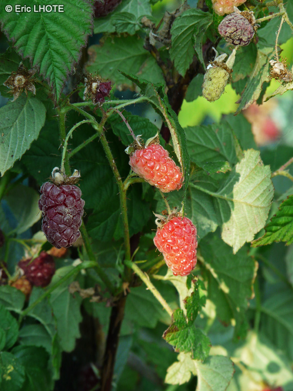  - Rubus idaeus - 