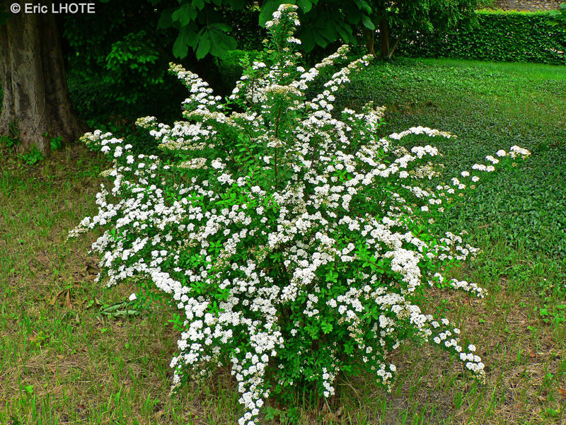 Rosaceae - Spiraea Vanhouttei - Spirée de Vanhout