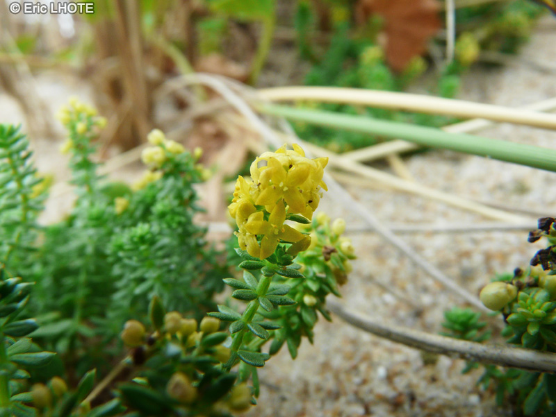 Rubiaceae - Galium arenarium - Gaillet des Sables
