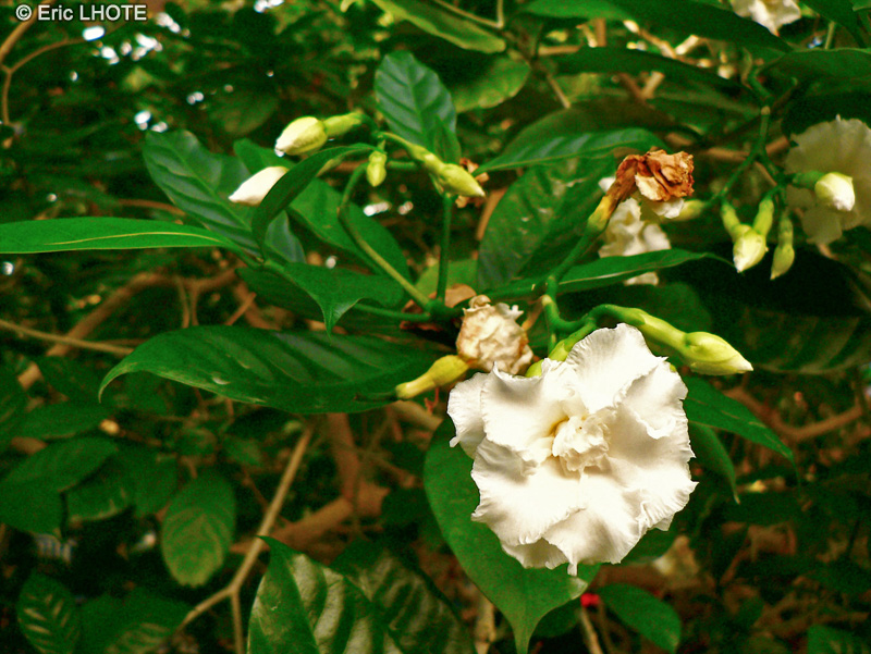 Rubiaceae - Gardenia x - Gardénia majestueux, Jasmin du cap