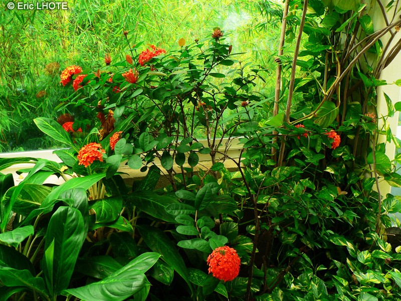 Rubiaceae - Ixora coccinea - Fleur de corail, Flamme de la jungle