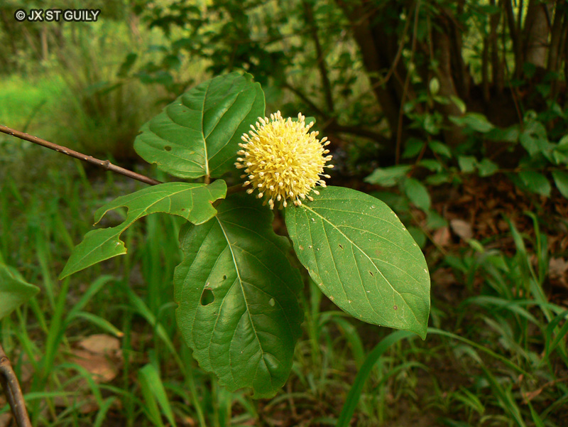 Rubiaceae - Mitragyna inermis - Jun, Djun