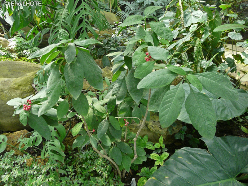 Rubiaceae - Psychotria bacteriophyla - Psychotria
