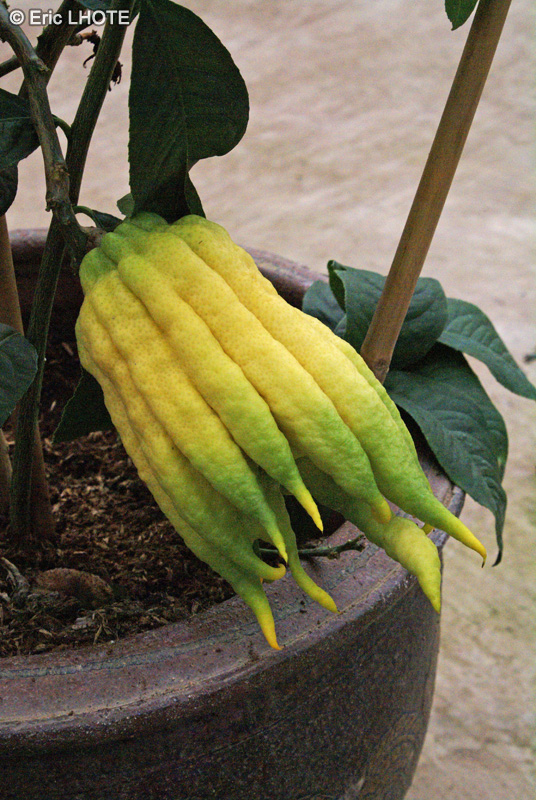 Rutaceae - Citrus medica, Citrus cedrat, Citrus digitata - Cédrat, Cédratier, Poncire commun, Main de Bouddha