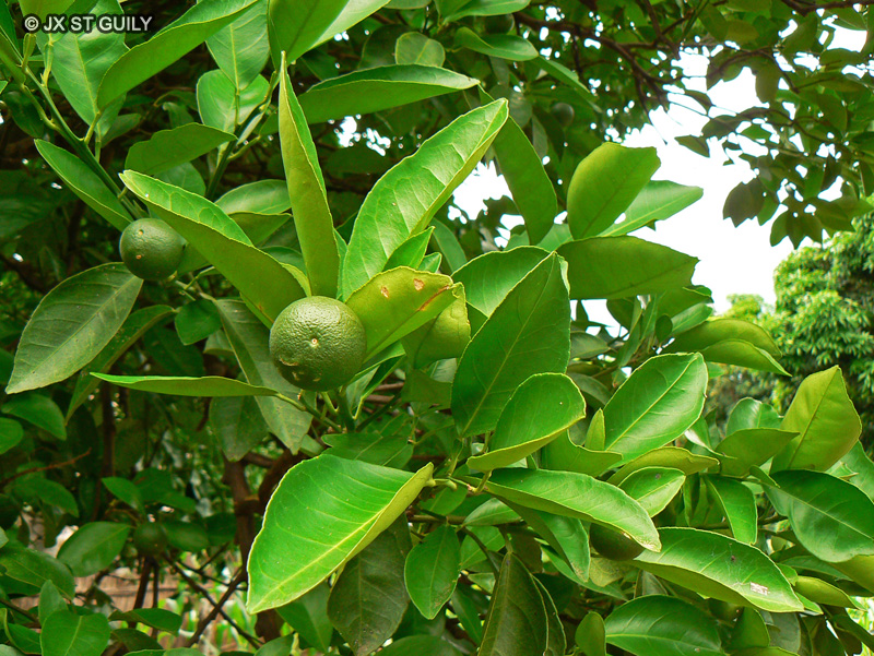 Rutaceae - Citrus sp. - Citronnier