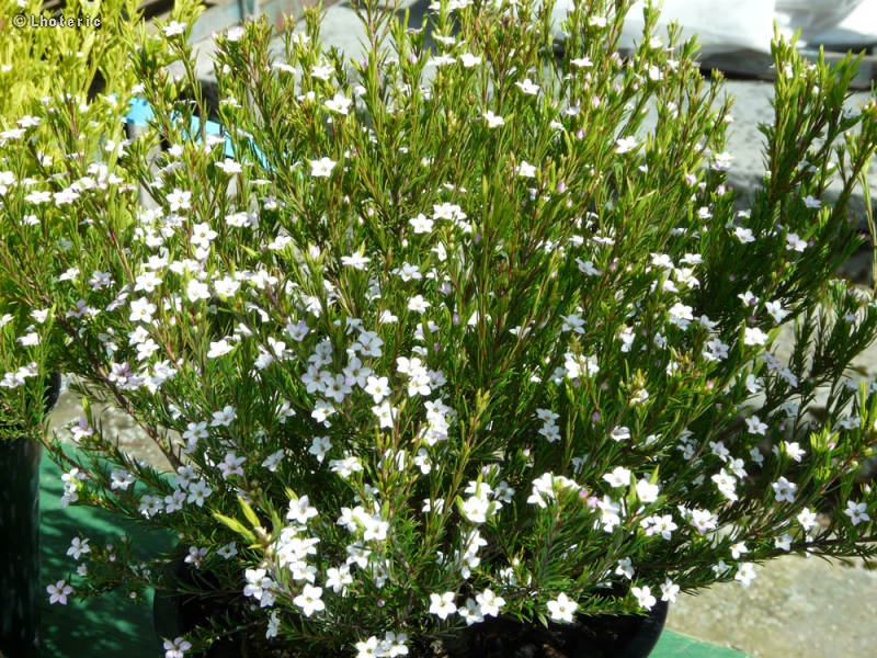 Rutaceae - Diosma hirsuta - Diosmée hirsute