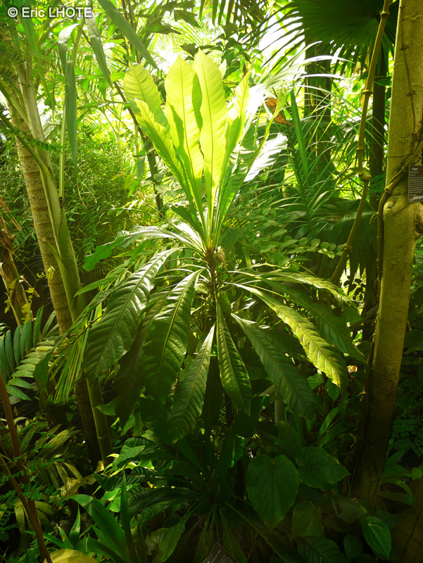 Rutaceae - Erythrochiton brasiliense - Erythrochiton