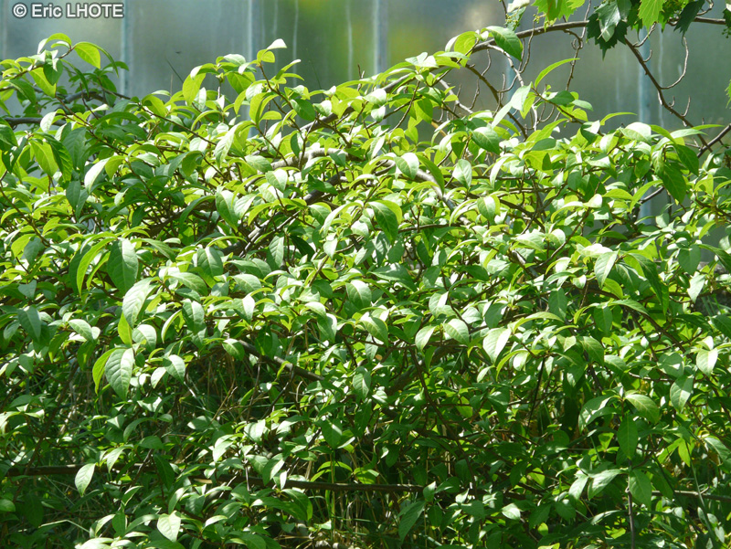 Rutaceae - Orixa japonica - Orixa