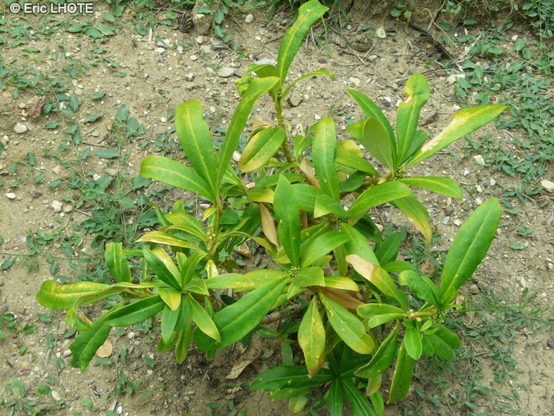 Rutaceae - Skimmia anquetilia - Skimmia