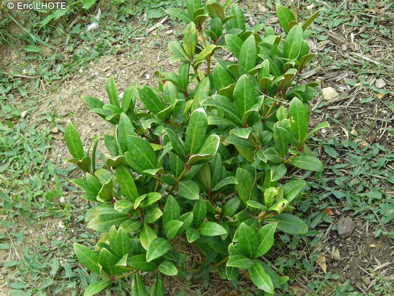 Rutaceae - Skimmia japonica - Skimmia du Japon