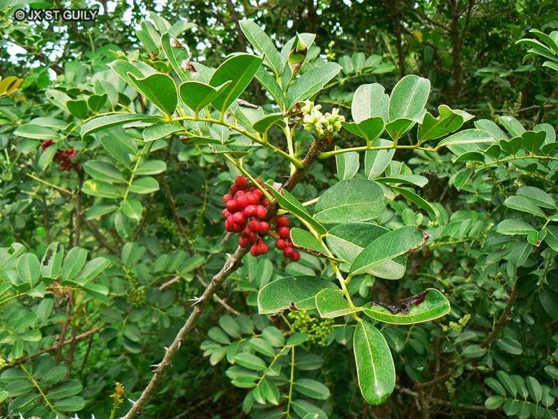 Rutaceae - Zanthoxylum zanthoxyloides - Zanthoxylum