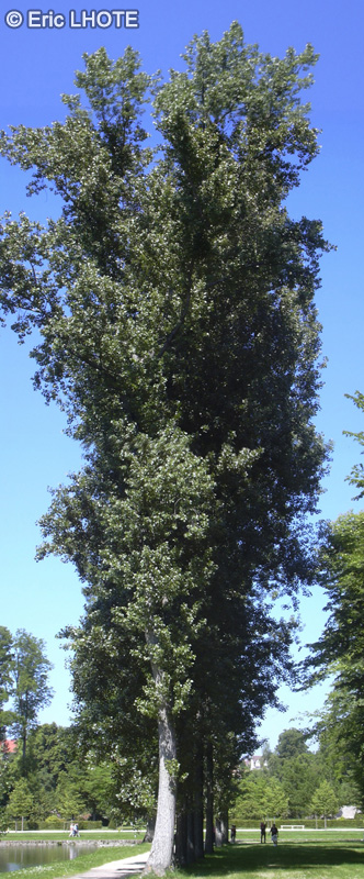 Salicaceae - Populus alba - Peuplier blanc