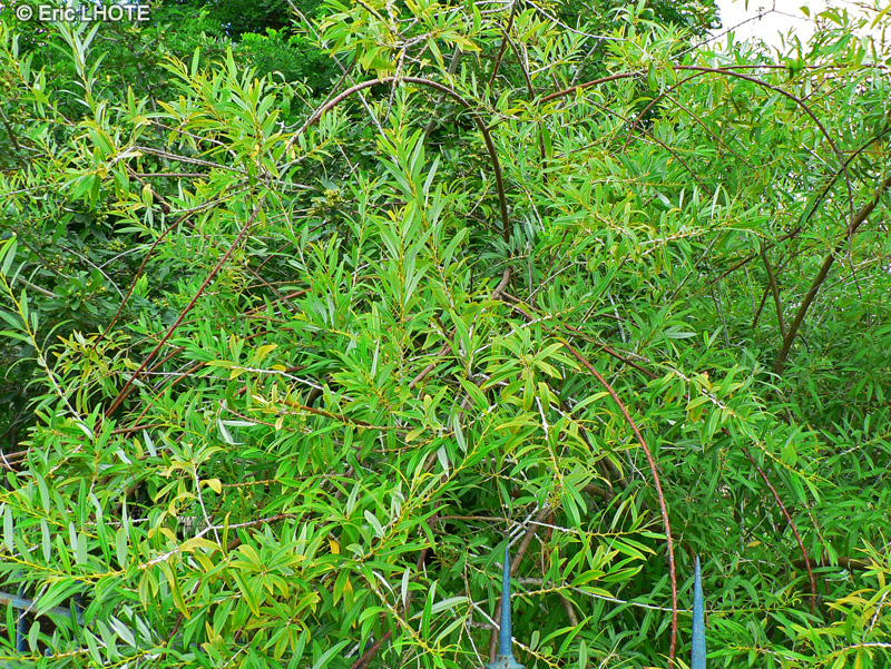 Salicaceae - Salix Irrorata - Saule bleuté