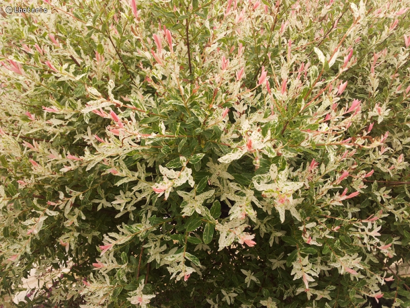 Salicaceae - Salix integra Hakuro Nishiki - Saule crevette