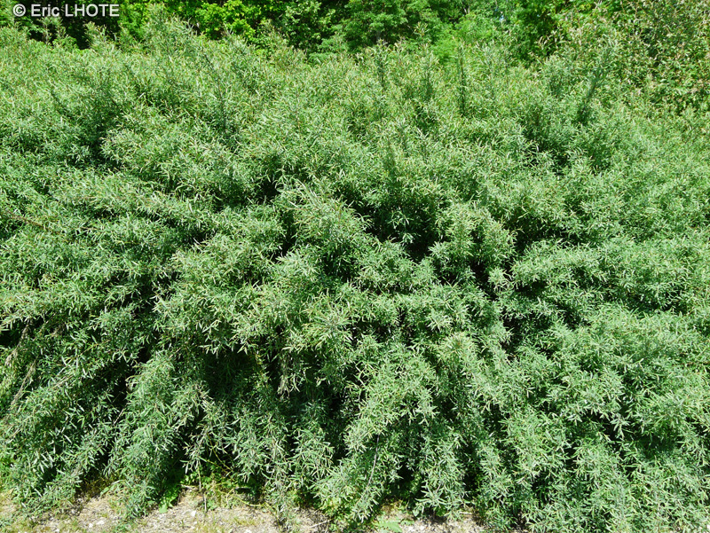 Salicaceae - Salix purpurea - Saule pourpre, Osier pourpre, Osier rouge