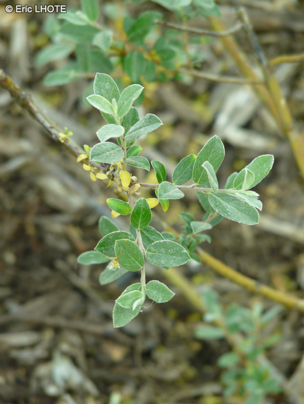 - Salix repens subsp. arenaria - 