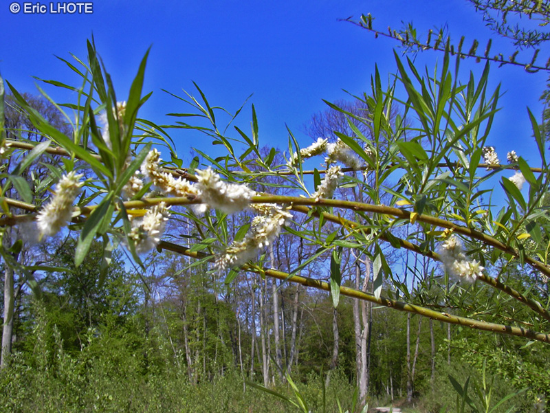 Salicaceae - Salix viminalis - Saule des vanniers, Osier blanc
