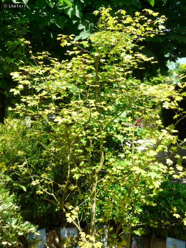 Sapindaceae - Acer campestre Nanum - Erable champêtre nain