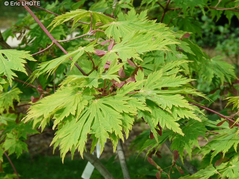 Sapindaceae - Acer japonicum Aconitifolium - Erable du Japon