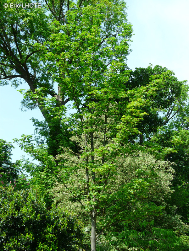 Sapindaceae - Acer lobelii - Erable de Lobel