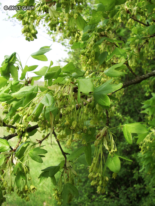 Sapindaceae - Acer monspessulanum - Erable de montpellier, Agas, Azerou