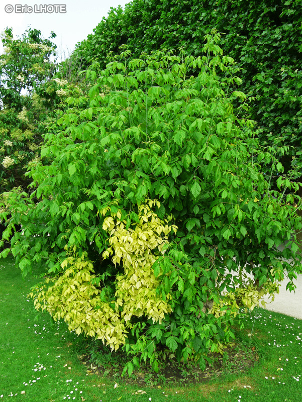 Sapindaceae - Acer negundo Auratum - Erable negundo, Erable à feuilles de Frêne