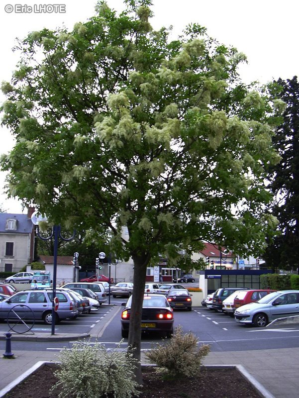 Sapindaceae - Acer negundo - Erable negundo, Erable à feuilles de Frêne