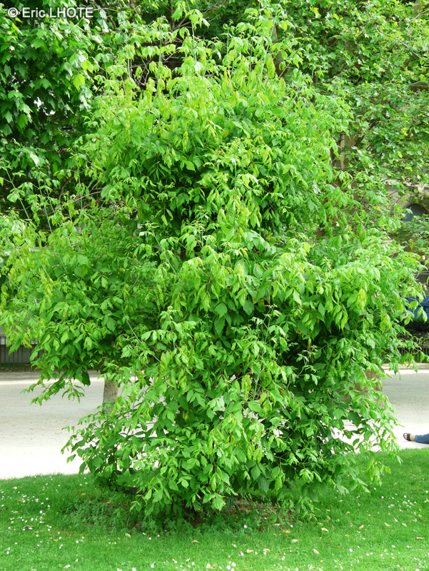 Sapindaceae - Acer negundo Variegatum - Erable negundo panaché, Erable à feuilles de Frêne