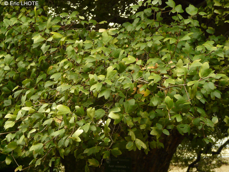Sapindaceae - Acer orientale - Erable de Crète
