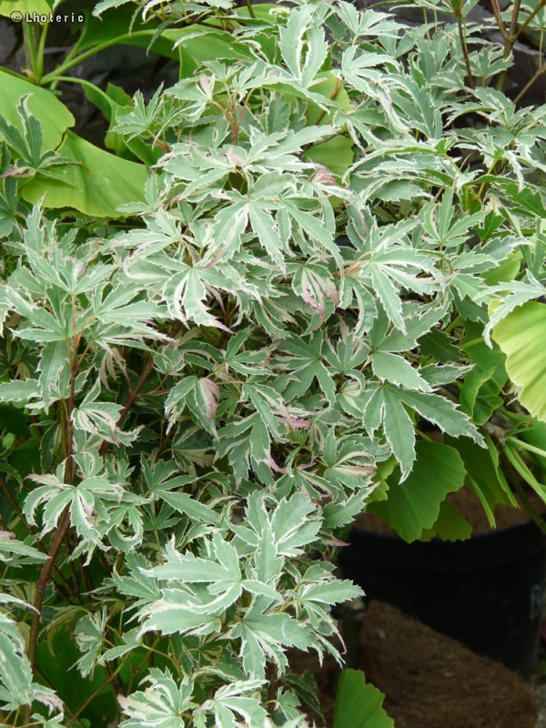 Sapindaceae - Acer palmatum Butterfly - Erable palmé