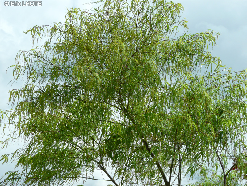 Sapindaceae - Acer palmatum Koto No Ito - Erable palmé du Japon