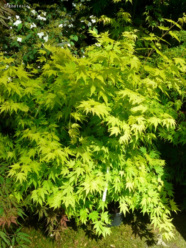 Sapindaceae - Acer palmatum Orange Dream - Erable palmÃ©