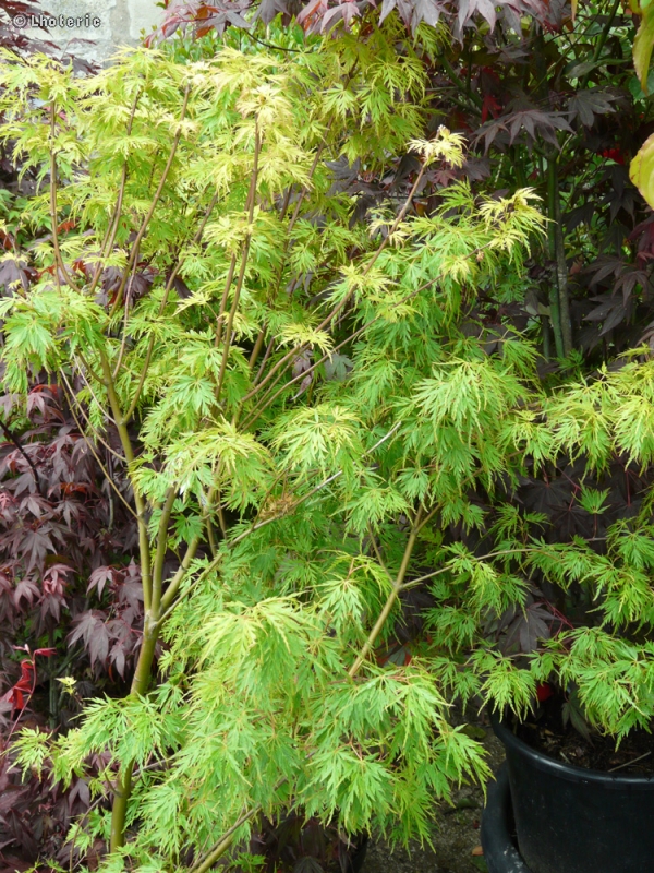 Sapindaceae - Acer palmatum Seiryu - Erable palmÃ©