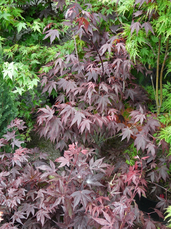  - Acer palmatum atropurpureum - 