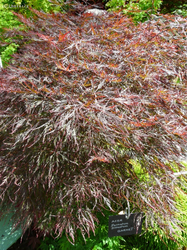 Sapindaceae - Acer palmatum dissectum Garnet - Acer