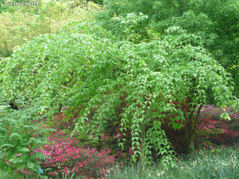 Sapindaceae - Acer pensylvanicum Erythrocladum - Erable jaspé