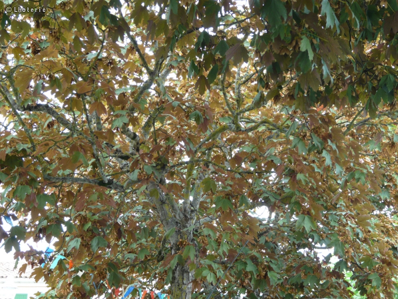 Sapindaceae - Acer pseudoplatanus Atropurpureum - Erable sycomore pourpre