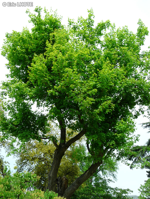 Sapindaceae - Acer saccharum - Erable à sucre