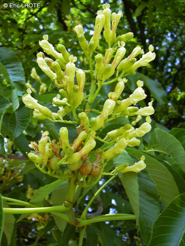 Sapindaceae - Aesculus sylvatica, Aesculus georgiana - Marronier nain, Painted buckeye