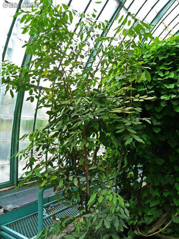 Sapindaceae - Dimocarpus longan - Longanier