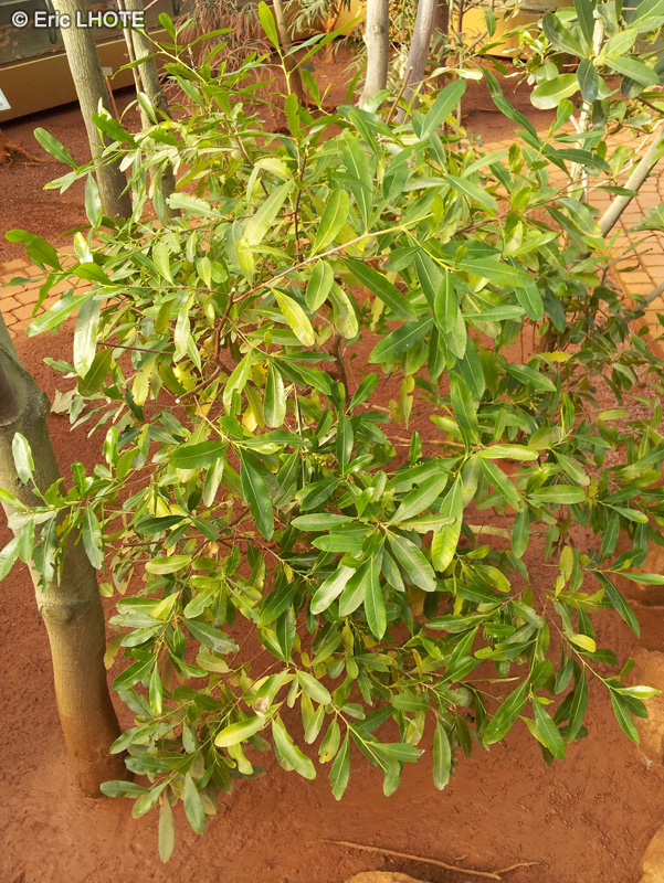 Sapindaceae - Dodonaea viscosa - Bois de reinette, Bois d’arnette